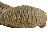 Woolly Mammoth Molar From Serbia - Collector Quality! #129993-5
